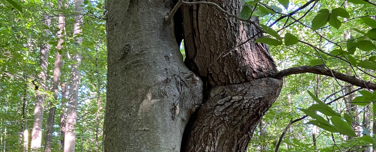 Two trees growing together 